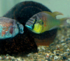 Агрессивная африканская рыбка Astatotilapia burtoni проявляет недюжинную сообразительность, когда дело касается ее шансов на победу в очередном поединке