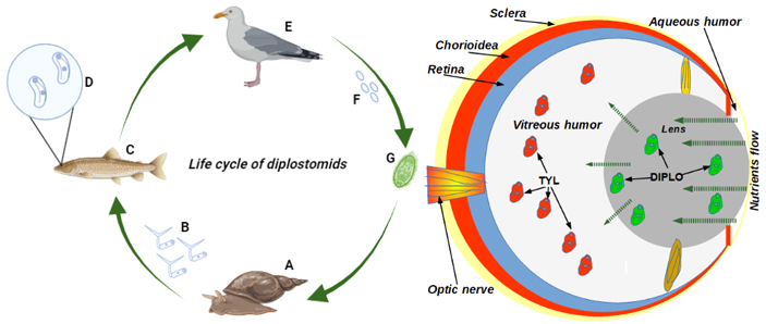 Рис. 1. Слева: жизненный цикл трематод Tyl и Dps, использованных в исследовании. Справа: схема питания глаза и расположение в нем паразитов