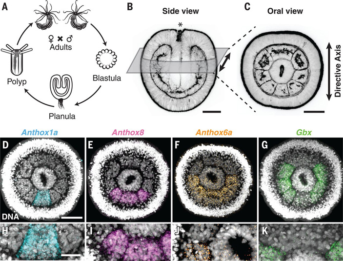 Рис. 2. А — жизненный цикл актинии