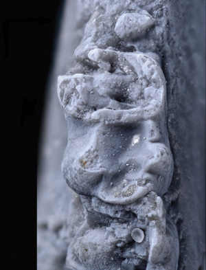 Рис. 1. Голотип азилестеса (Azilestes ragei)