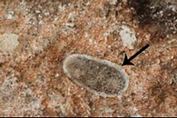 Виртуальный срез через кусок породы из Таунга