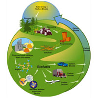 Плакат, пропагандирующий полезность использования биотоплива. В соответствии с этой идеализированной схемой углекислый газ (Carbon dioxide), попадающий в атмосферу при сжигании топлива, связывается растениями, а растительная масса потом перерабатывается для получения новой порции топлива. На самом деле при производстве биотоплива углекислого газа выделяется в сумме гораздо больше, чем связывается растениями. Рис. с сайта www.alternative-energy-news.info