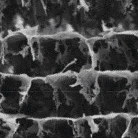 Строение созданного по образу и подобию стебля талии беловатой графенового аэрогеля