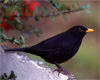 Черный дрозд (фото с сайта natuurbeleving.scene24.net)