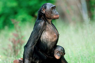 Один из трех способов передвижения орангутанов по ветвям деревьев — на ногах (фото с сайта www.liv.ac.uk)