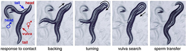 Нормальное половое поведение самца C. elegans. Слева направо: реакция на контакт, движение вдоль тела гермафродита к его хвосту, поворот, поиск вульвы и передача спермы