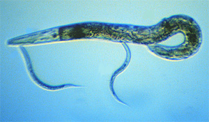 Нематода Caenorhabditis elegans, прежде чем достигнуть взрослого состояния, проходит четыре личиночных стадии, вторая из которых показана на фотографии. Перед каждой линькой личинка впадает в состояние покоя, сходное со сном, а взрослое животное уже не спит. Фото с сайта www.apsnet.org