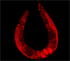 Нематода C. elegans (окраска позволяет выделить клеточные ядра). Фото с сайта en.wikipedia.org