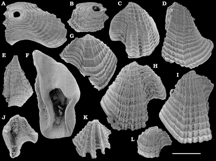 Рис. 1. Раннекембрийские томмотииды рода каменелла (Camenella)