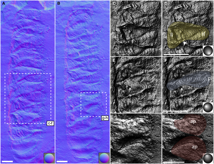 Рис. 3. Фотография склеритома томмотииды вуфенгеллы