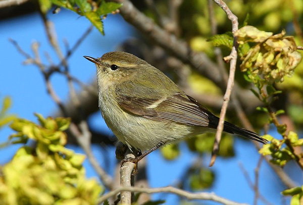 Рис. 1. Тусклая зарничка (Phylloscopus humei) — пеночка с чрезвычайно простой песней, обитающая в горах Центральной Азии