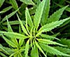 Cannabis sativa, Конопля посевная (полезная), рис. с сайта ru.wikipedia.org.