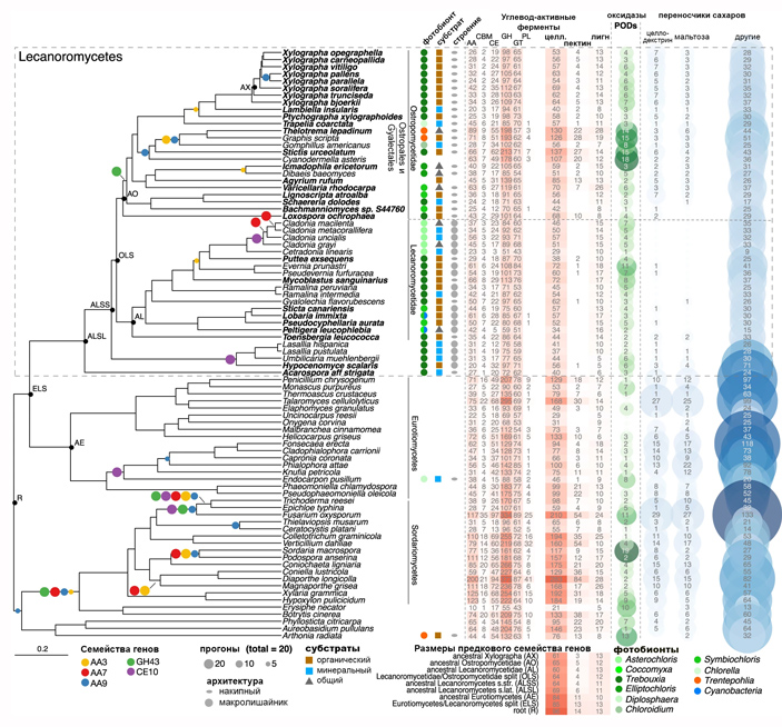 Рис. 2. Распределение и предковые состояния углевод-активных ферментов (УАФ) и выбранных транспортеров сахаров