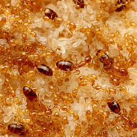 Домовый муравей (Monomorium pharaonis)