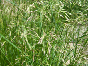 Овсяница тростниковая (Festuca arundinacea)&nbsp;&mdash; растение семейства злаковых. Поедается крупным рогатым скотом и овцами в&nbsp;меньшей степени, чем люцерна. Фото с сайта www.florum.fr