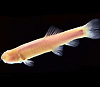 Изображение пещерной рыбы Phreatichthys andruzzii из обсуждаемой статьи в PLoS Biology