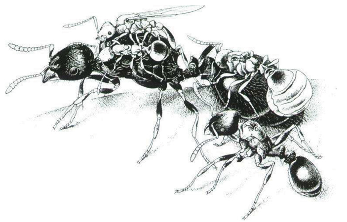 Рис. 2. Три паразитические самки Teleutomyrmex schneideri, которые сидят на хозяйке гнезда Tetramorium caespitum