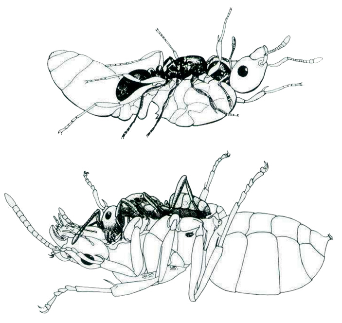 Рис. 3. Самка-паразит Epimyrma stumperi душит законную царицу Leptothorax tuberum