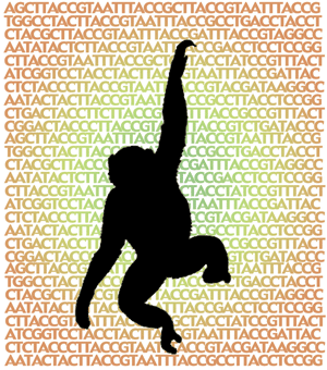 Прочтенный недавно геном шимпанзе поможет людям в борьбе с болезнями, к которым наши ближайшие родственники более устойчивы, чем мы. Рак — одна из таких болезней (изображение с сайта www.genome.gov)