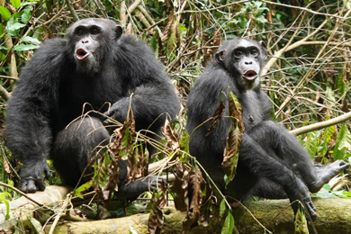 Шимпанзе из национального парка Таи в Кот-д’Ивуаре