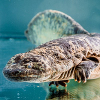 Китайская исполинская саламандра (Andrias davidianus)