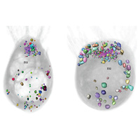 Везикулы хоанофлагеллят Monosiga brevicollis и Salpingoeca rosetta