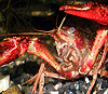 Американский речной рак Procambarus clarkii не шарахается от каждой тени, а сначала взвешивает все «за» и «против». Фото с сайта wikipedia.org