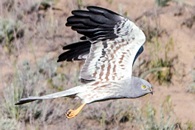 Луговой лунь