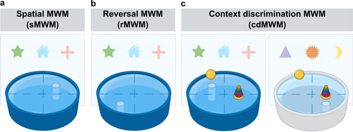 Рис. 1. Общая схема экспериментов по исследованию когнитивной гибкости