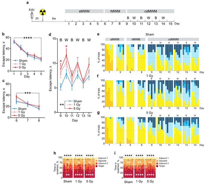 Рис. 3. Поведение при обучении в sMWM, rMWM и cdMWM у  мышей через шесть недель после облучения