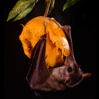 Египетская летучая собака (Rousettus aegyptiacus) обедает переспелым манго
