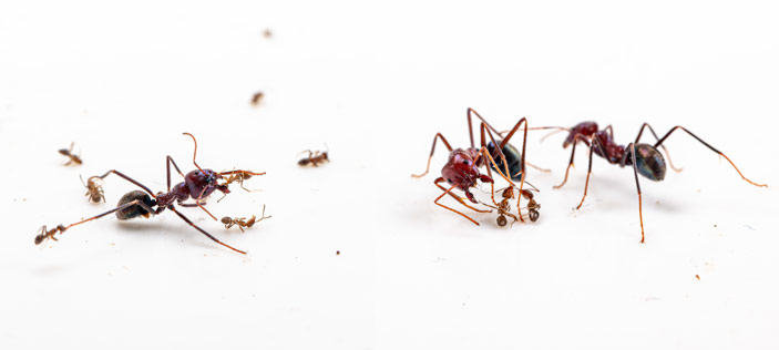 Схватка аргентинских муравьев и мясных муравьев