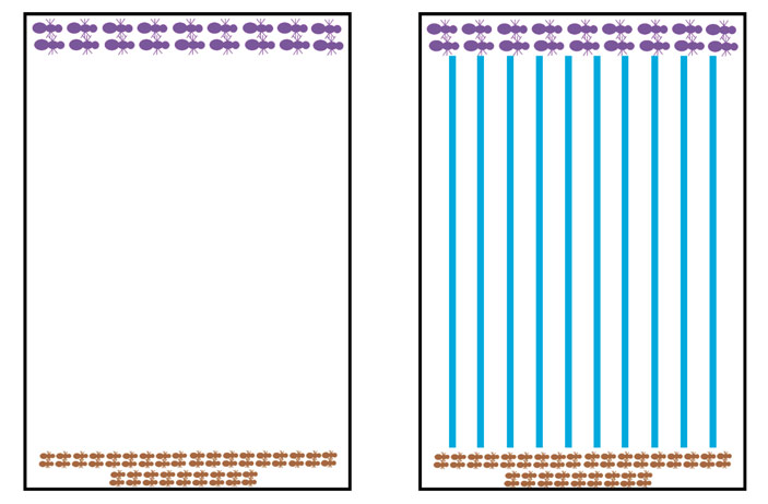 Рис. 4. Устройство простой и сложной арен, на которых происходили сражения аргентинских и мясных муравьев