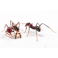 Схватка аргентинских муравьев и мясных муравьев