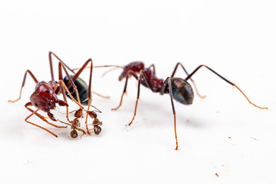 Схватка аргентинских муравьев и мясных муравьев