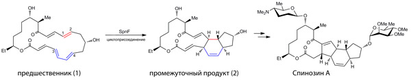 Рис. 4.</b> Схема синтеза молекулы Спинозина А