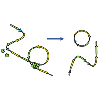 Схема работы искусственной системы, имитирующей репликацию и эволюцию в живых клетках
