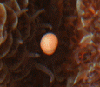 Коралл Acropora millepora