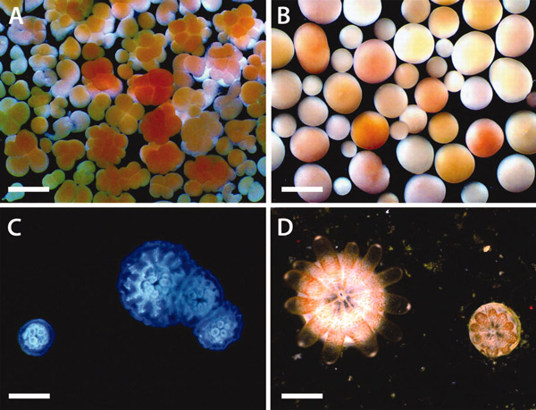 Ювенильные стадии развития коралла Acropora millipora