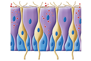 Обонятельный эпителий
