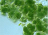 Цианобактерии (изображение с сайта www.star.ucl.ac.uk)