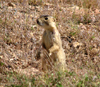 Белохвостая луговая собачка начеку: если заметит опасность, то ее тревожный крик вовремя оповестит сородичей. Фото с сайта dwr.smugmug.com