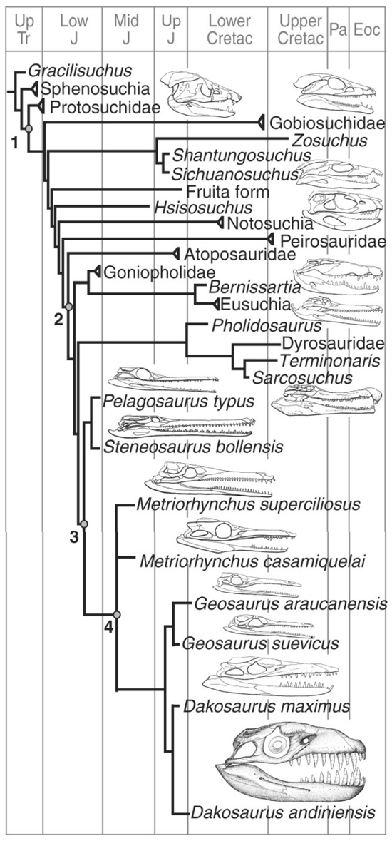 Положение дакозавра на эволюционном древе мезозойских крокодилов