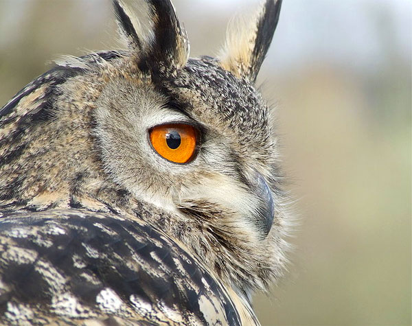 Филин (Bubo bubo). Размер его охотничьей территории примерно соответствует размерам ячейки пространства (5 × 5 кв. км), использованной Готтели и др. для учета птиц. Фото с сайта commons.wikimedia.org