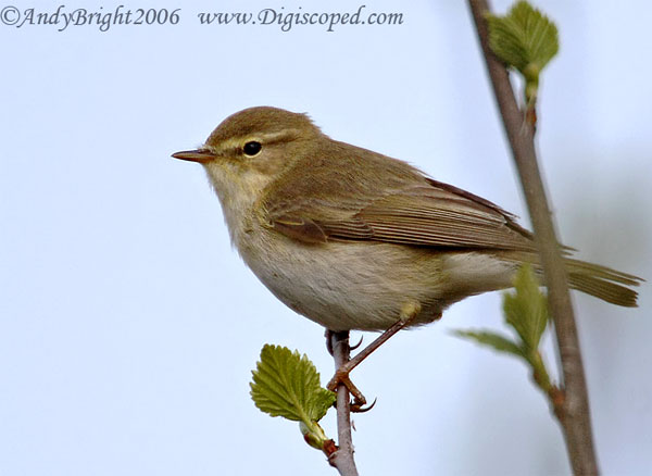 Пеночка-весничка (Phylloscopus trochilus) — массовый вид в Европе. Фото © Andy Bright c сайта www.digiscoped.com