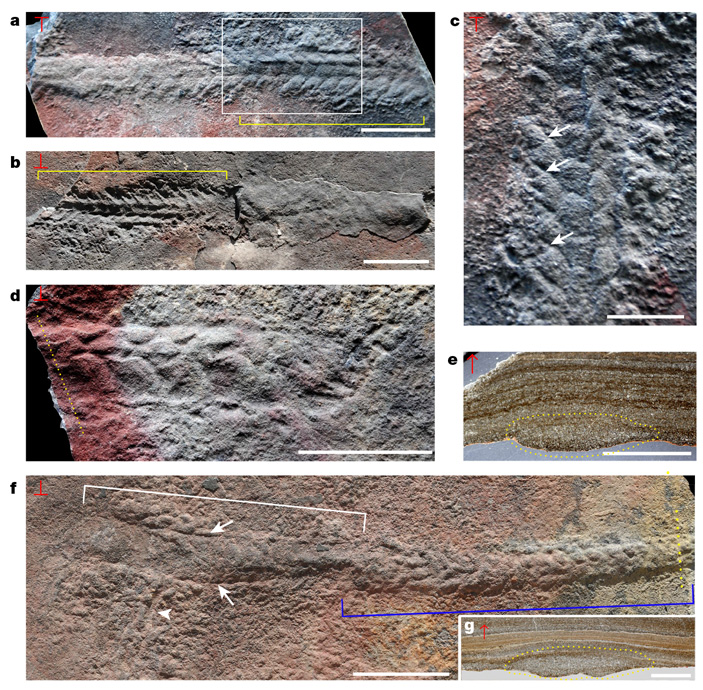 Рис. 3. Ископаемые экземпляры (body fossils) и следы ползания Y. spiciformis