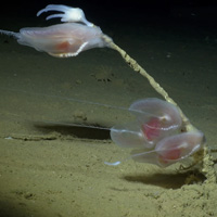 Platyctenidae — единственные гребневики, ведущие сидячий образ жизни