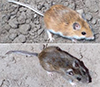 Защитная окраска у оленьих мышей Peromyscus maniculatus. Типичная оленья мышь с темной шерстью, пойманная за пределами Песчаных Холмов (внизу) и светлая особь с Песчаных холмов (вверху). Изображение из обсуждаемой статьи в Science.