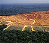 Площадь обезлесенных территорий в Бразилии растет год от года. Фото с сайта tropical-rainforest-animals.com