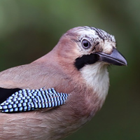 Сойка&nbsp;— весьма активная птица, которой требуется немало пищи
